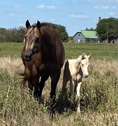 Crystal Sky ranch breeder