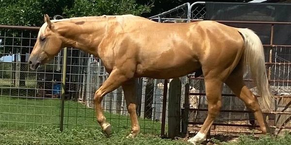 DFW, TX AQHA Registered Quarter Horse Breeder | Crystal Sky Puppies